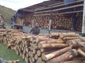 Organizovana pljačka šuma na jugu Srbije